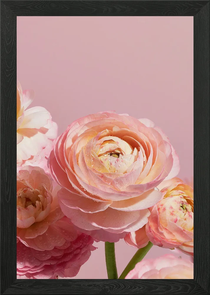 Pink Ranunculus Flowers on Pink Bac Framed Wall Art Poster Canvas Print Picture Ranunculus