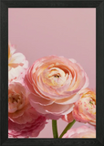 Pink Ranunculus Flowers on Pink Bac Framed Wall Art Poster Canvas Print Picture Ranunculus