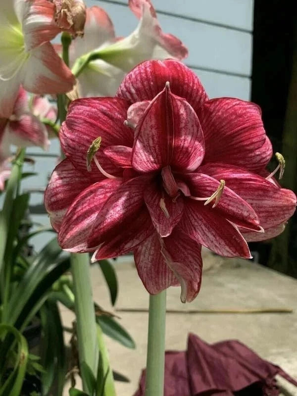 Amaryllis lily flower with deep red maroon petals and ridged centers on green stem