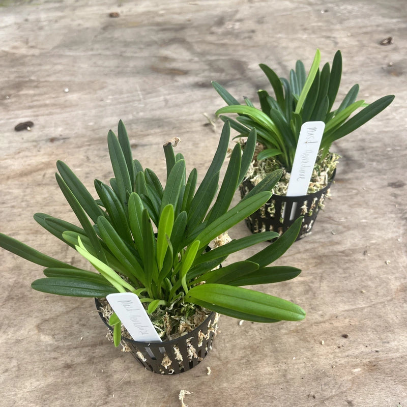 Masdevallia Herradurae 3.5Ó Pot Orchids