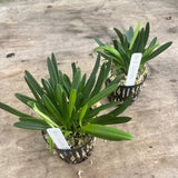Masdevallia Herradurae 3.5Ó Pot Orchids