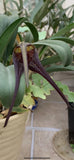 Masdevallia belua Orchids