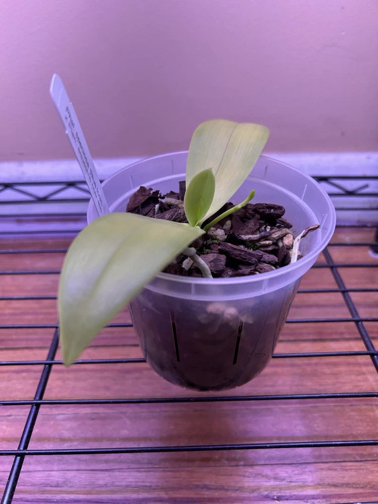 Phalaenopsis orchid plant in clear plastic pot with dark bark and two green leaves