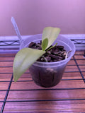 Phalaenopsis Speciosa Blue x Equestris v Coerulea Phal Orchid in Bloom Plant Orchids