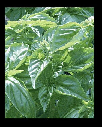 Genovese Basil Fresh 150 or 1000 Seeds Heirloom culinary Herb garden plant Pesto Garden Plants
