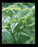 Genovese Basil Fresh 150 or 1000 Seeds Heirloom culinary Herb garden plant Pesto Garden Plants