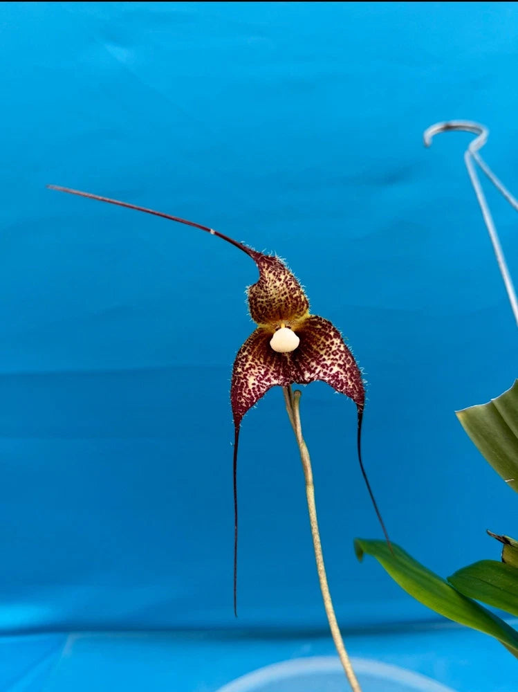 Red-brown pot orchid flower with white center and long petals