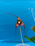 Dracula marsupialis ÔSebastianÕ Red Ivory Yellow Orchid Species BS 1.5-2Ó Pot Orchids
