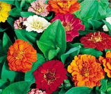 ZINNIA THUMBELINA DWARF MIX Zinnia Elegans - 550 Bulk Seeds Flowering Plants