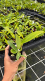 Green orchid seedling in small plastic grow tray, held in one hand
