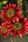 25 RED SUN SUNFLOWER Helianthus Annuus Flower Seeds Sunflower