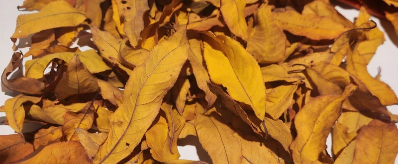 Dried Peach Tree Leaves for crafts, Fall colored, orange yellow Dried Flower