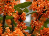 Orange Flowering Fragrant Tea Olive (osmanthus) - Live Plant - ( 1 QT ) Garden Plants