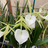 (630-4) B.Little Stars ( B.nodosa x B.Subulifolia )    BS Orchids