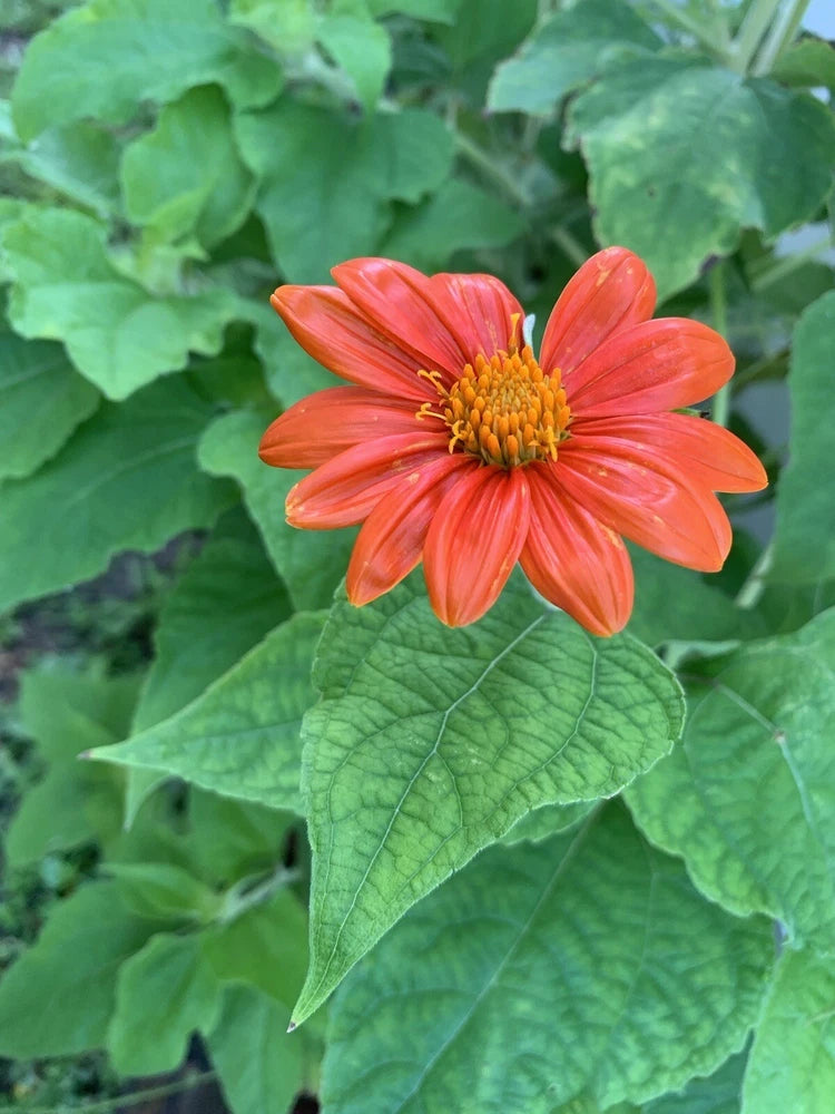 Mexican Sunflower Seeds 200+ Tithinia Torch Flower USA SELLER Flowering Plants