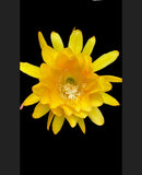 Yellow Tang Rooted Orchids