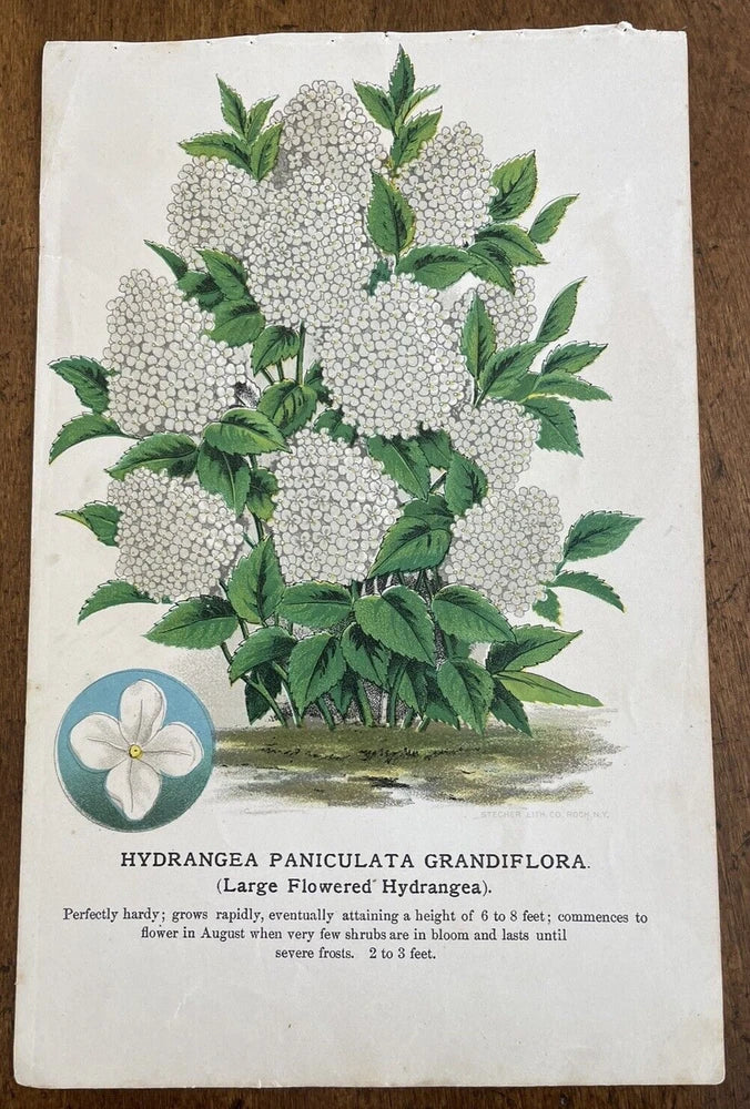 1880s VICTORIAN Antique White HYDRANGEA Litho Botanical FLORAL Chromolithograph Hydrangea