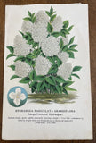 1880s VICTORIAN Antique White HYDRANGEA Litho Botanical FLORAL Chromolithograph Hydrangea