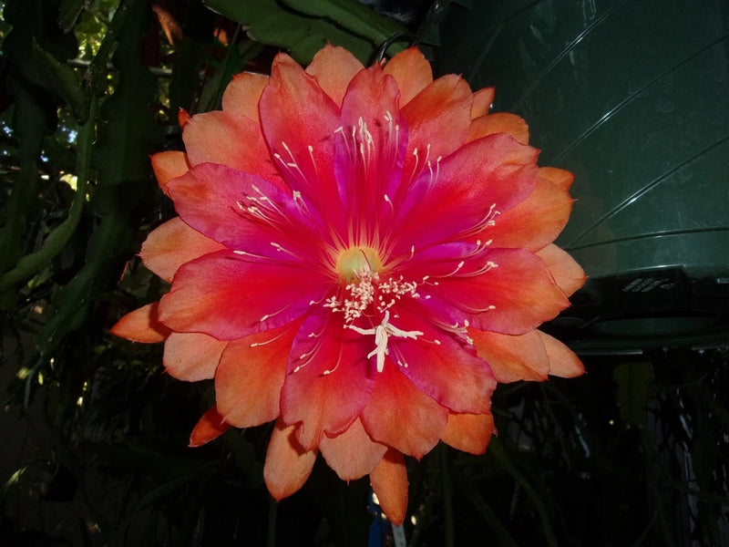 Orange-pink orchid flower cutting with bright red center and long stamens