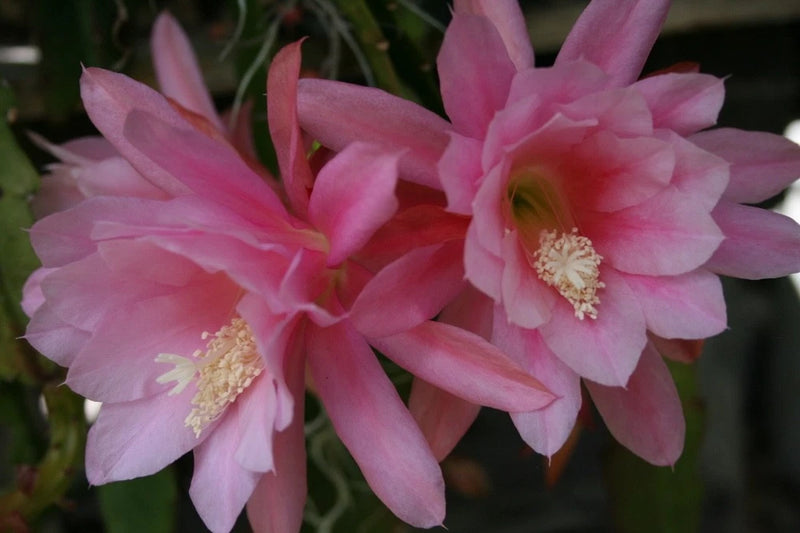 Orchid cactus flowers with layered pink petals and pale yellow stamens