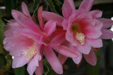 Epiphyllum, Orchid Cactus, " LISA MARIE ", Don's Quart pots MAR/3 Orchids