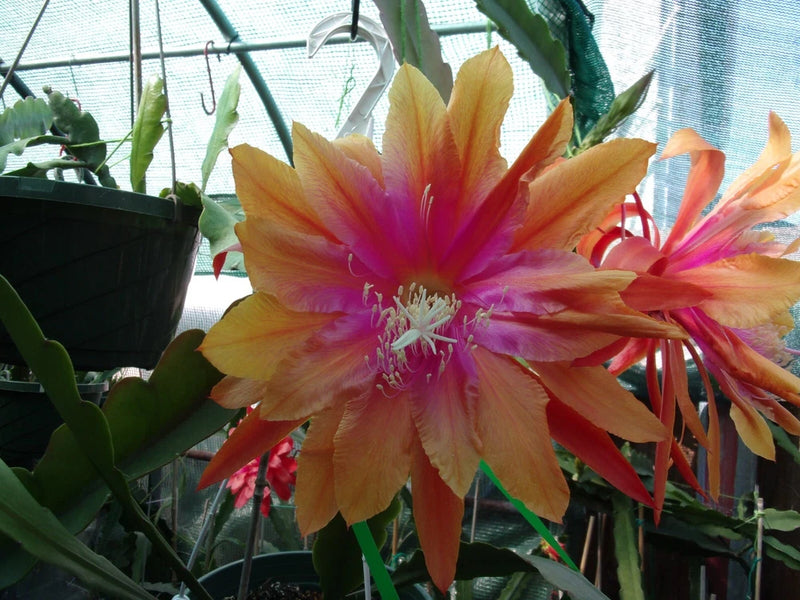 Cutting orchid flower with orange petals and bright pink center, two blooms on green stems