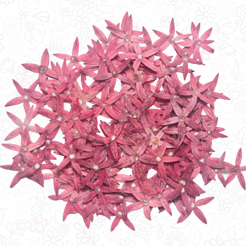 Pressed dried flowers, small pink-violet blossoms with star shapes for resin craft
