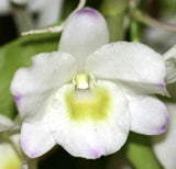 Nobile Dendrobium Second Love Fragrant In Flower Orchids