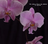 Orchid Species Growers Choice 3 plants Orchids