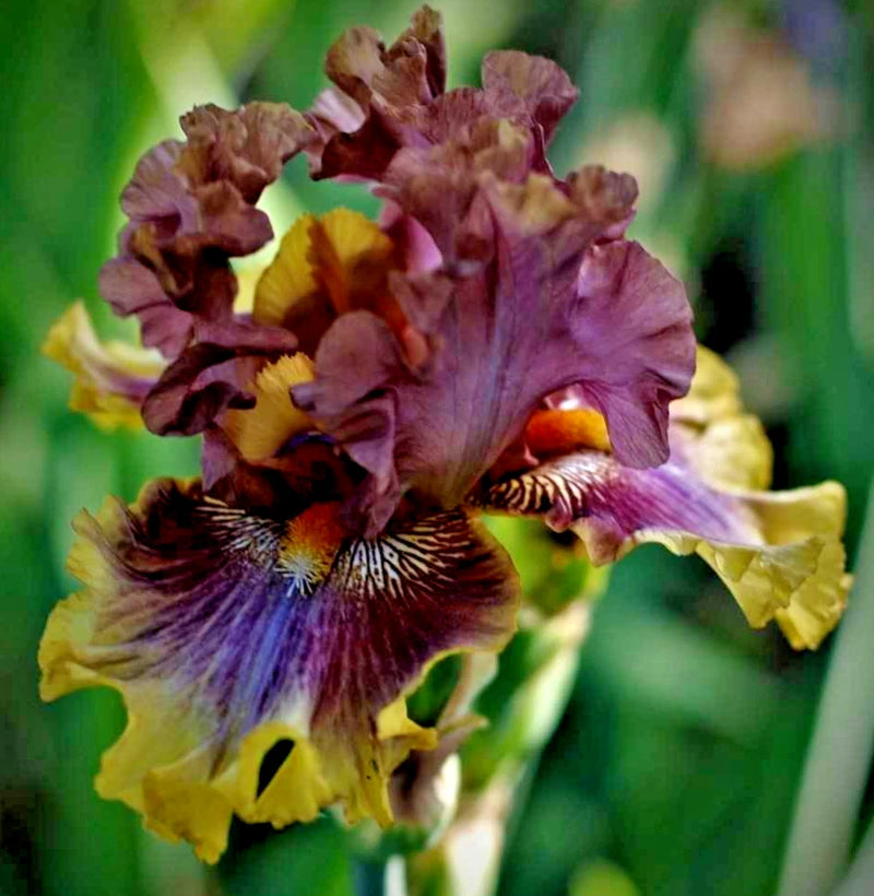 BIG BAND ~ Tall Bearded 42" Early-Midseason  Garden Standout! (1) Iris Rhizome Garden Plants