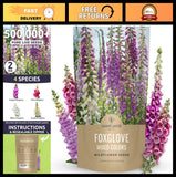 Mixed Color Foxglove Seeds - 500,000 Flower Seeds for Planting - 2 oz Bulk Pouch Flowering Plants