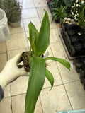 Onc. Sherry Baby Red Fantasy Sweet Fragrance Live Orchid No Spike Houseplant Orchids