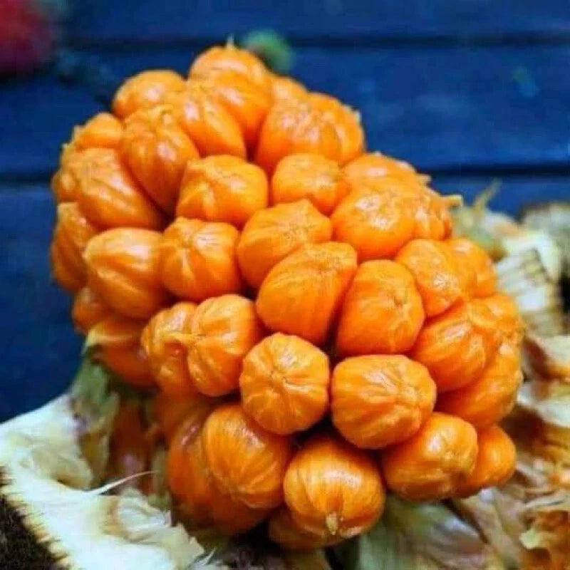 Cempedak King fruit plants grafted in pots quickly bear fruit fast shipping Green Plant