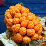 Cempedak King fruit plants grafted in pots quickly bear fruit fast shipping Green Plant