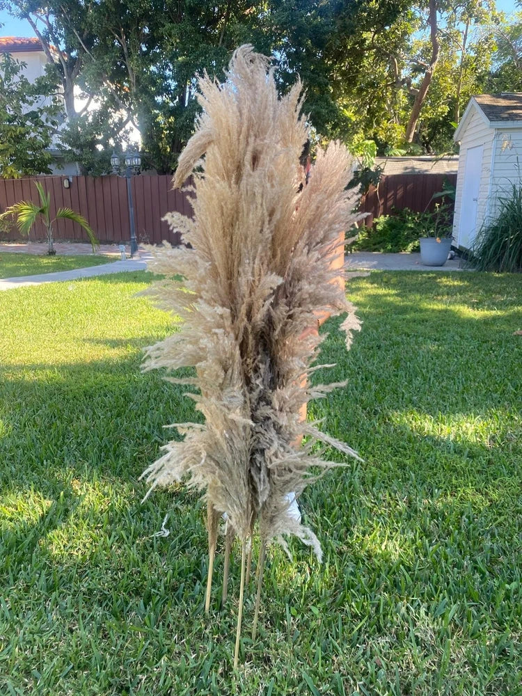 48 Stems Natural Pampas Grass 55Ó Tall Dried Wedding Event Decor Boho Wholesale Pampas Grass