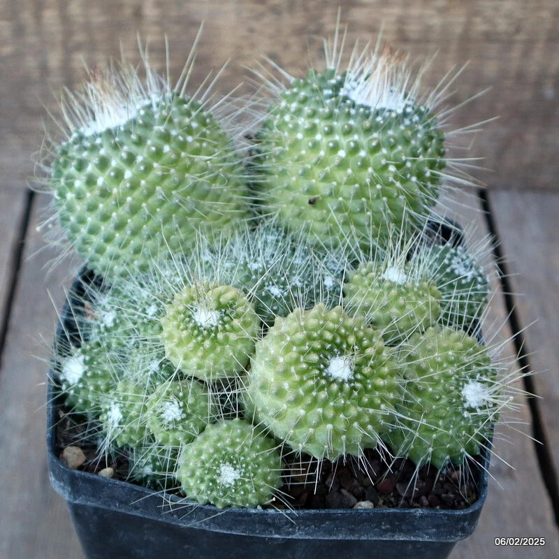 Green Mammillaria spinosissima cactus plant in black pot with spines