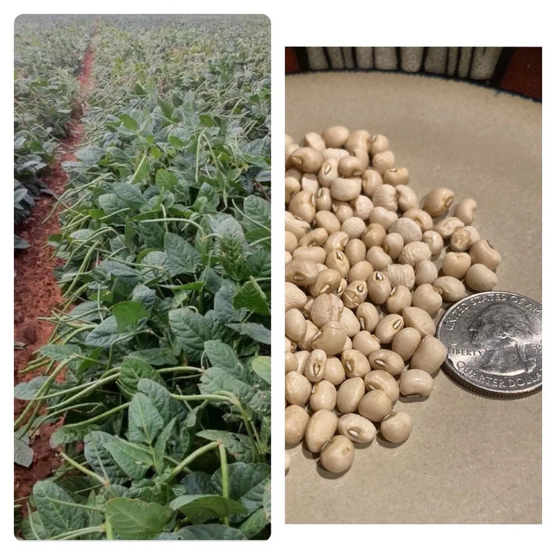 White Acre Cowpea Pea Heirloom 100 Seeds Garden Planting Non-GMO Garden Plants