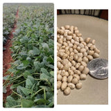 White Acre Cowpea Pea Heirloom 100 Seeds Garden Planting Non-GMO Garden Plants