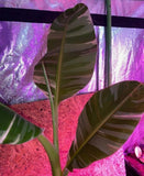 Musa Aeae Variegated Banana Plant Bulb USA Seller Green Plant