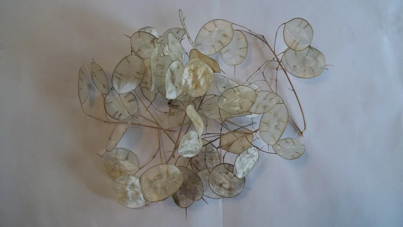 Ten dried Lunaria Sprigs 4" long, with "Silver Dollar" Seed Pods Dried Flower