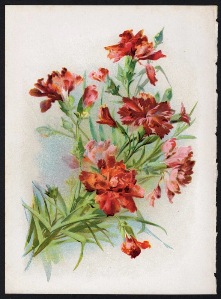 Vintage botanical print with pink and orange carnations and green leaves