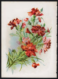 c1907 Tiny Vintage Botanical Print Pink & Orange Carnations Carnation