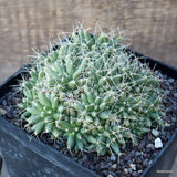 D1113 MAMMILLARIA CAMPTOTRICHA pot14-H8-W14 cm MaMa Cactus Green Plant