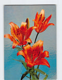 Postcard Three Orange Asiatic Lilies with Dark Spots on a Light Blue Background Lily