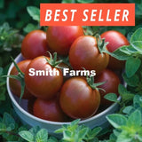 50+ Seeds Sunchocola Tomato Hybrid Juicy Easy to Grow Vegetable Garden Garden Plants