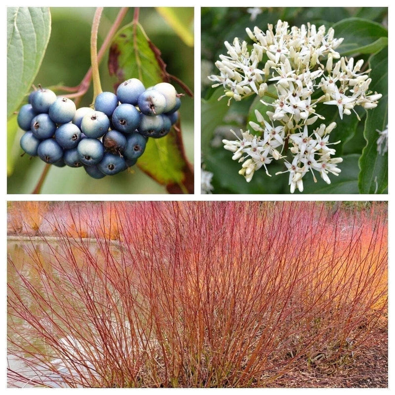 20 SILKY DOGWOOD Shrub Cornus Amomum Coerulea Kinnikinnik Silver Blue Berry Seed Flowering Plants
