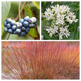 20 SILKY DOGWOOD Shrub Cornus Amomum Coerulea Kinnikinnik Silver Blue Berry Seed Flowering Plants