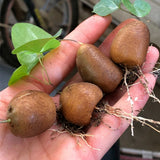 4PCS 2cm Succulent Cactus Plant Dioscorea Elephantipes Dioscoreaceae Home Garden Garden Plants
