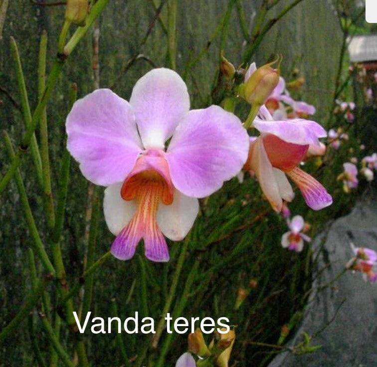Orchid live Vanda teres  - one cutting - bare root Orchids
