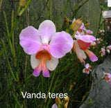 Orchid live Vanda teres  - one cutting - bare root Orchids